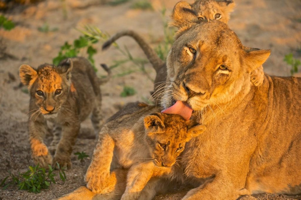 Lion cub petting: the exploitation of innocence