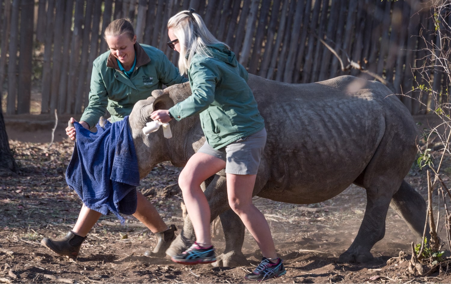 Where Rhinos Roam: the great translocation